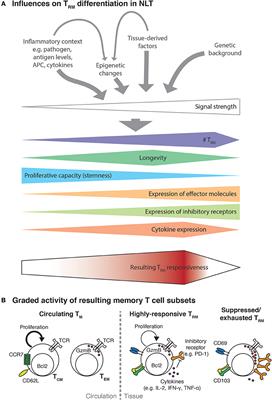 Resident-Memory T Cells in Tissue-Restricted Immune Responses: For Better or Worse?